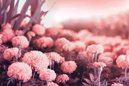 粉红花背景粉红色自图片