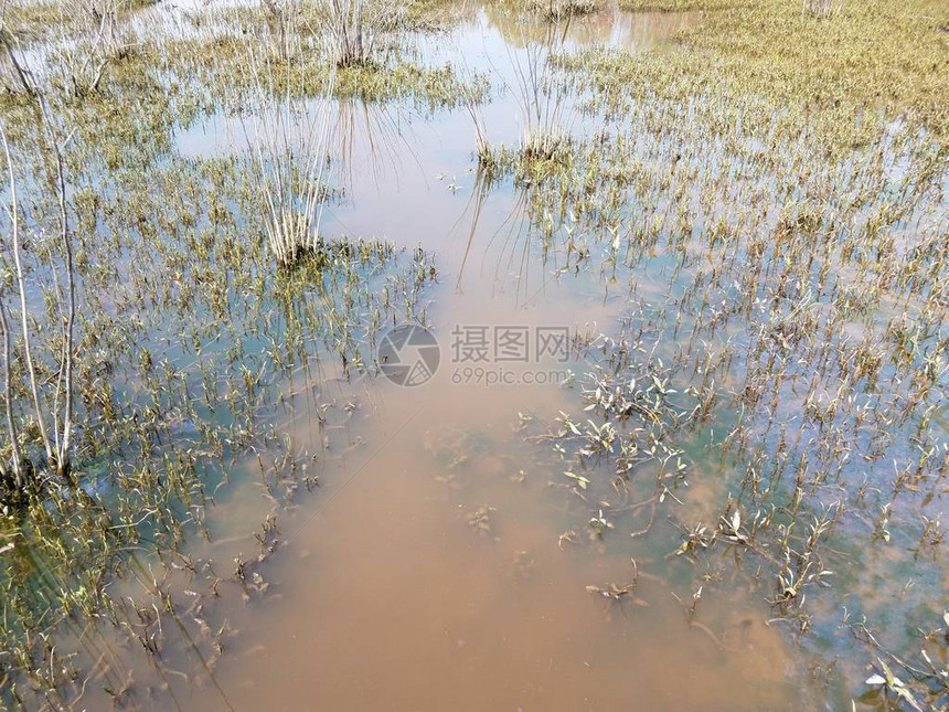 大海龟浸在泥水中湿地或湖图片