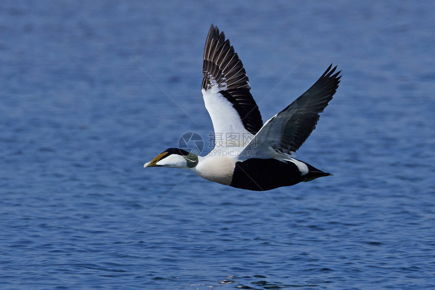 丹麦自然栖息地的普通绒鸭图片