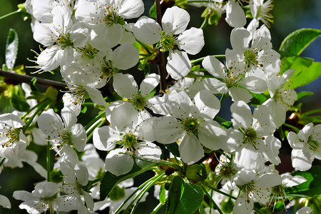 在明亮阳光明媚的春日上紧凑的樱桃花盛开在水果园图片