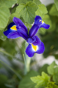 花园的蓝色iris图片