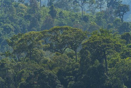 热带森林树泰国图片