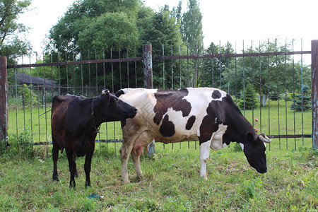 奶牛在村里吃草两只奶牛在乡下吃草夏天村里的草和树都是绿色的宠物图片