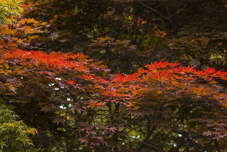 日本的红枫叶图片