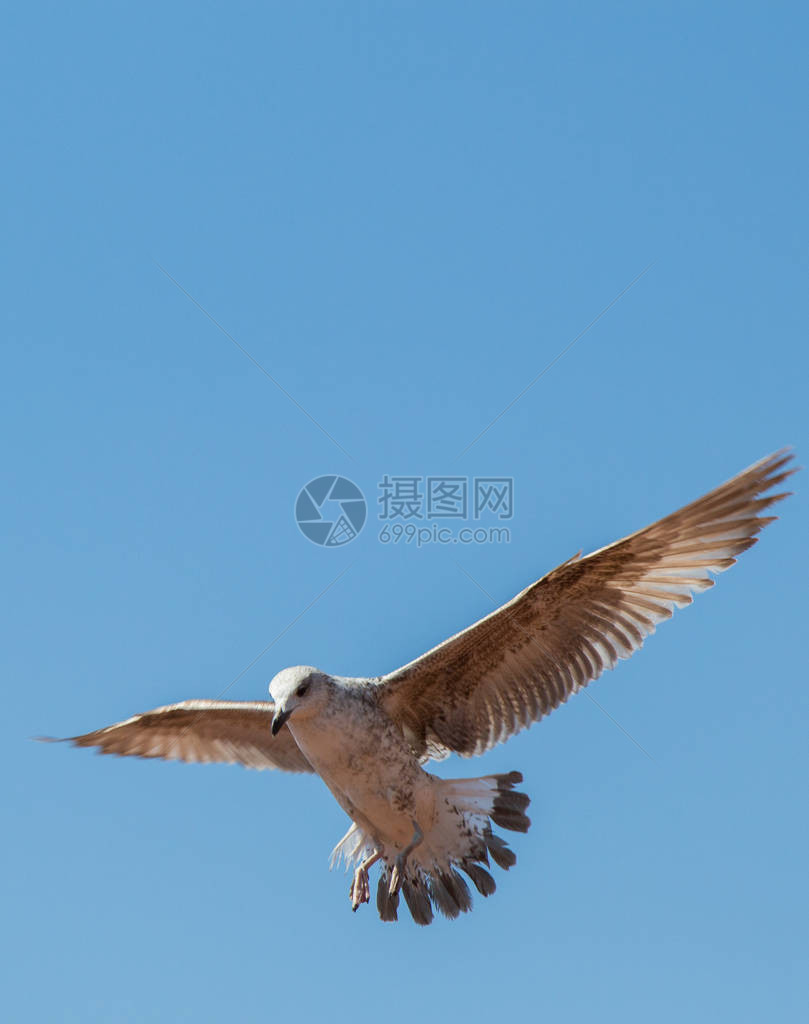 天空背景中飞翔的单只海鸥图片