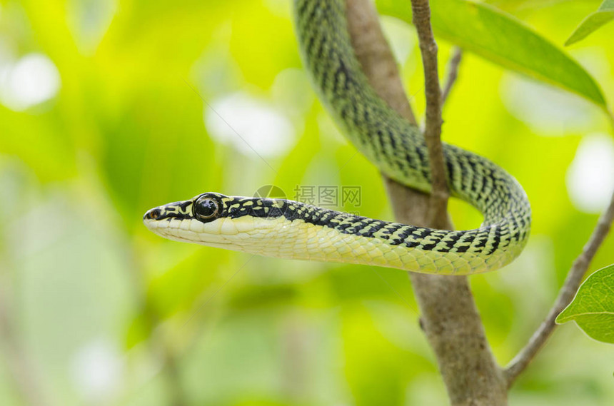 泰国热带森林树上绿色曼巴蛇的封闭图片