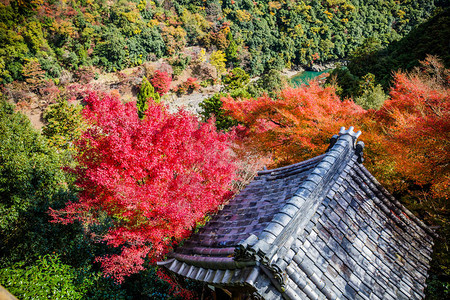 日本京都亚林山秋季山上多彩的红树林从森科寺庙观察点看背景图片