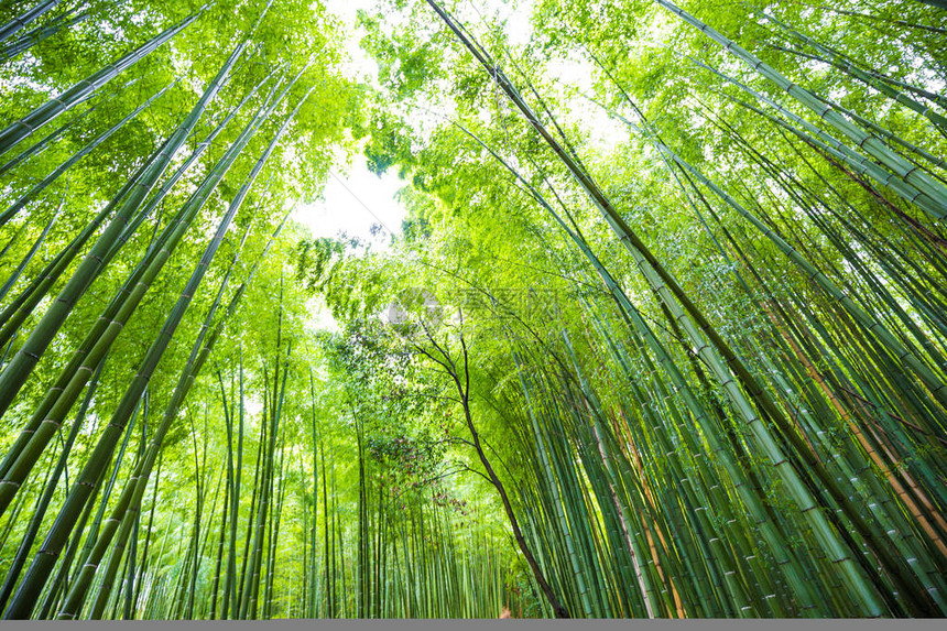 日本京都观光岚山绿竹林背景图片
