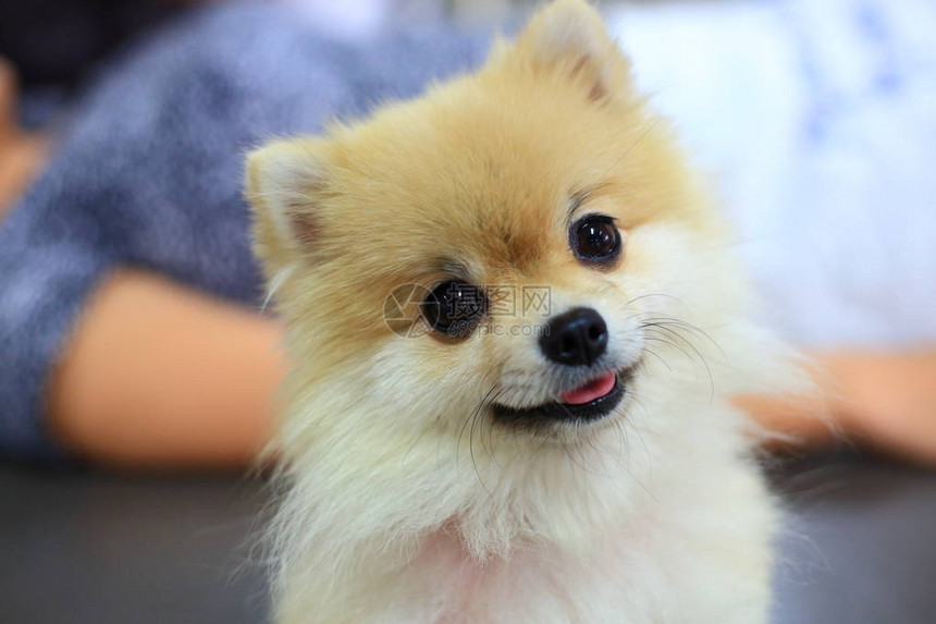博美犬可爱快乐的微笑可爱的宠物图片