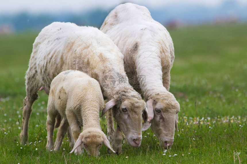 小羊和两只羊在花香的春天草甸上吃草图片