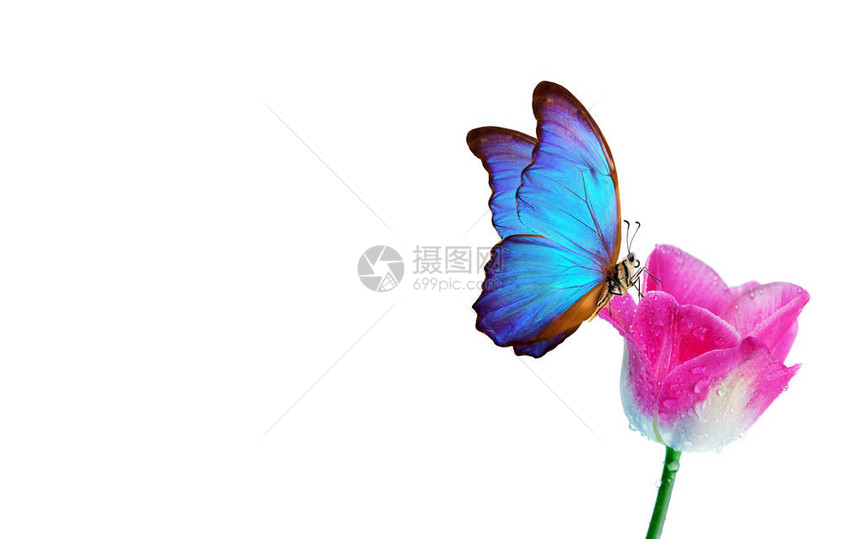 美丽的蓝色大闪蝶在白色背景上的一朵花上在露珠上的郁金香花被白色隔离郁金香花图片