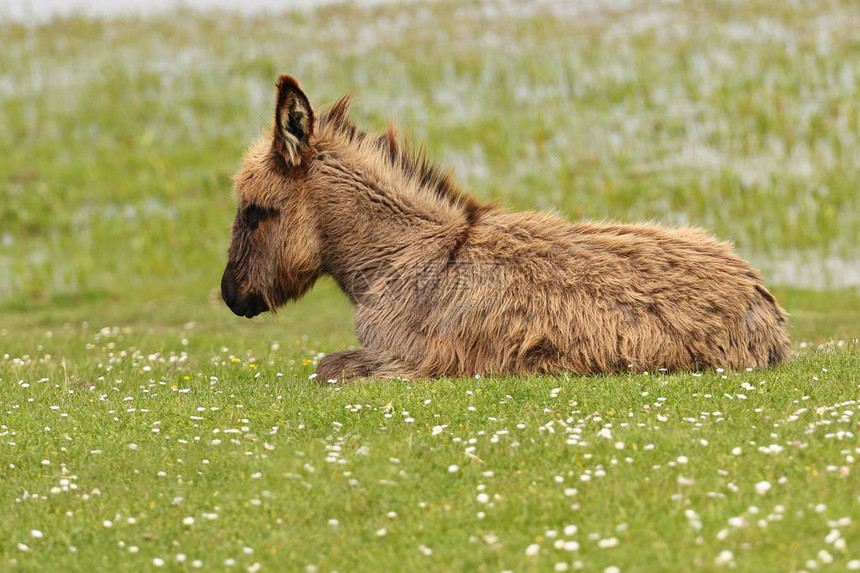 躺在花草甸上的毛茸的年轻棕色驴图片