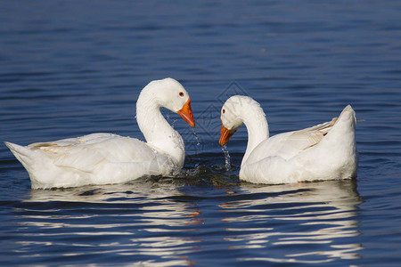 两只白鹅在沼泽地洗澡和游泳图片
