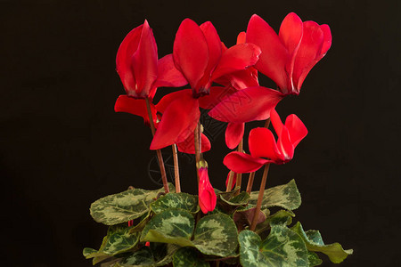 黑色背景的红色仙客来植物图片