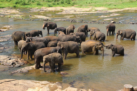 大象孤儿院的大象图片