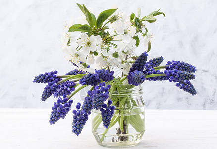 一束蓝色的花朵风信子和白色樱花在浅色背景的一罐水中您的文图片