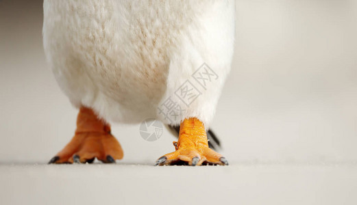 Gentoo企鹅Pygoscelispapua图片