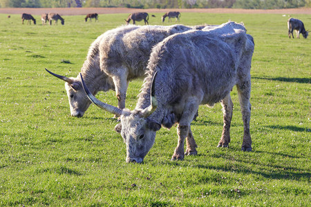 匈牙利灰牛在草地上变灰图片