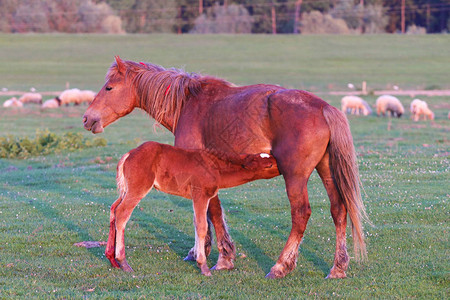 酢浆草小马驹在牧场上吮吸母马图片