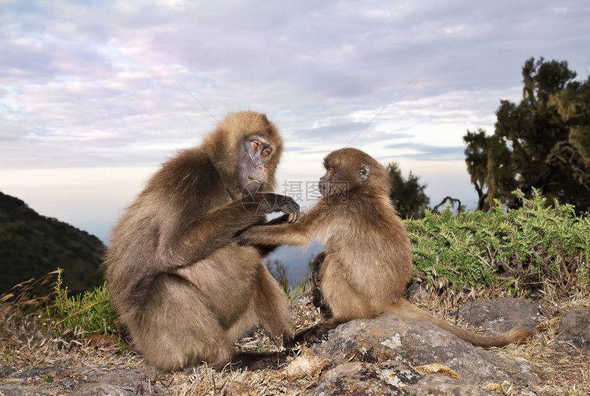 在埃塞俄比亚西米安山的塞拉达猴子图片