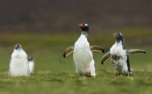 Gentoo企鹅小鸡追逐父母喂养图片