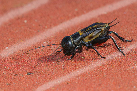 在田径跑道上的田野蟋蟀Grylluscampestris图片
