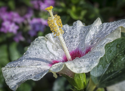 美丽的芙蓉花瓣图片