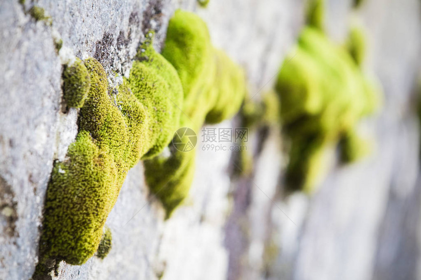 山岩自然概念背景上的青苔图片