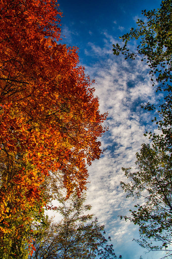 秋季多彩树木和蓝天图片