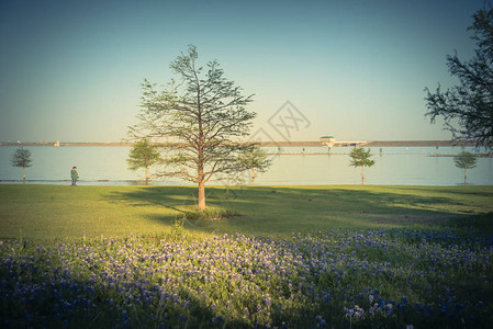美国德克萨斯州路易斯维尔湖公园附近的复古色调矢车菊开花图片