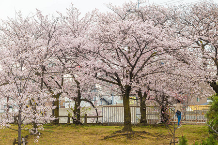 粉红色的樱花盛开在日本东京图片