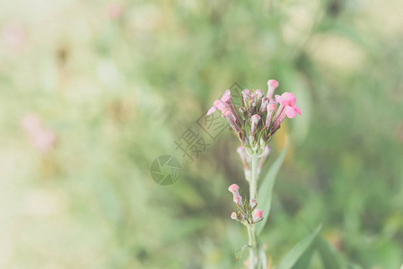 Flower粉红色颜图片