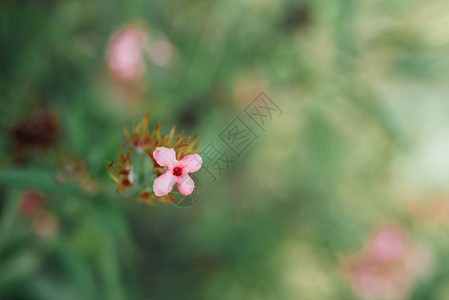 Flower粉红色颜图片
