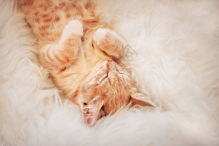 一个可爱的红小猫睡在毛毯上微笑着舒适的海格图片