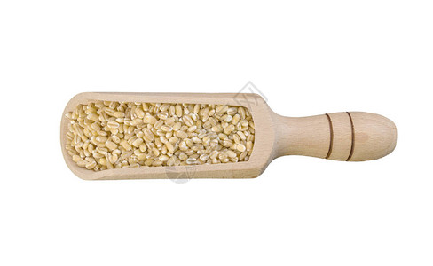 白背景的木勺中的珍珠大麦营养天然食物成分顶级视野图片
