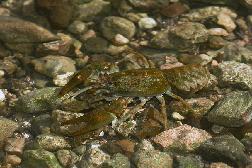 东龙虾的顶端风景河流中的Oconectect图片