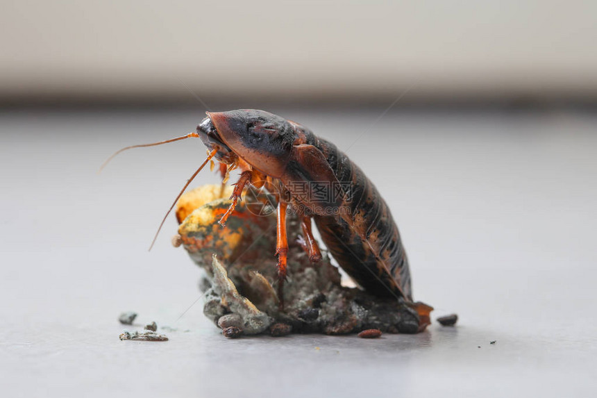 厨房污垢上的蟑螂图片