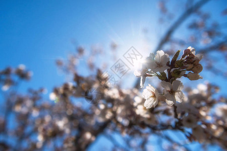 复制文字空间春时在日本松Joyama公园自然背景图片
