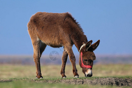 棕色野驴在牧场上吃草图片