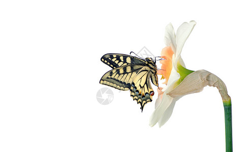蝴蝶和自恋花朵燕尾蝴蝶帕皮利奥马恰翁Papilioma图片