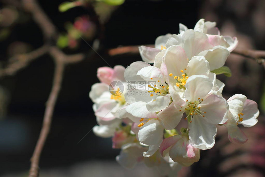 盛开白花的白花苹果分枝图片