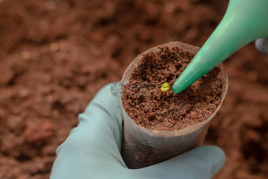 种植非常微小的幼苗生长过程种子用一滴水浇图片