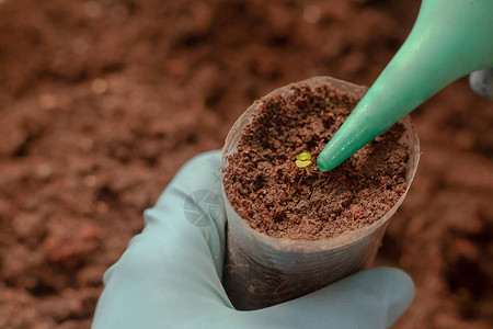 种植非常微小的幼苗生长过程种子用一滴水浇图片