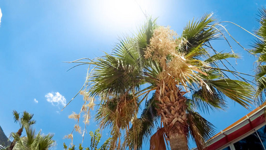 阳光透过棕榈树叶照耀在海滩上的照片图片