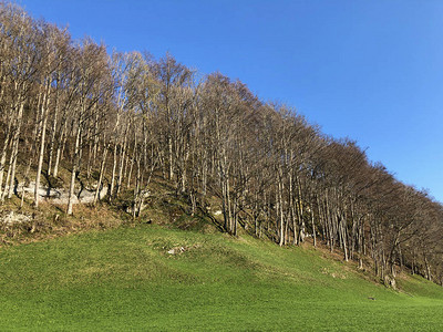 阿彭策尔兰地区和施文德溪谷的落叶树和早春森林瑞士内阿彭策尔图片