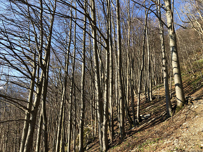 阿彭策尔兰地区和施文德溪谷的落叶树和早春森林瑞士内阿彭策尔图片
