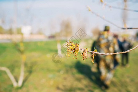 春季带绿芽的树枝图片