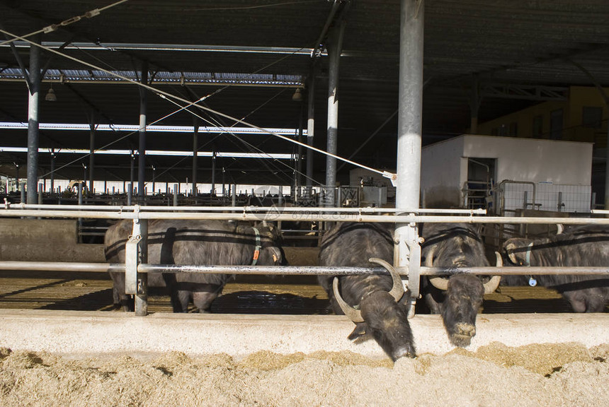意大利的大水牛养殖图片