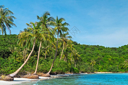 Sao海滩椰子棕榈和白沙滩上的海滩拖网图片