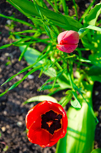 在特写镜头的红色郁金香打开和关闭芽郁金香来自四面八方的鲜艳郁金香花春天假期的鲜花背景图片